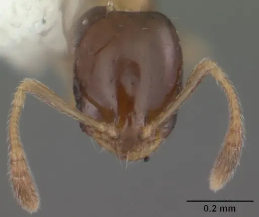 Monomorium floricola specimen CASENT0104090 image casent0104090_2