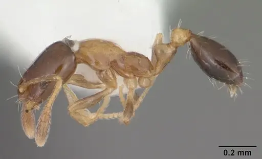 Monomorium floricola specimen CASENT0104090 image casent0104090_3