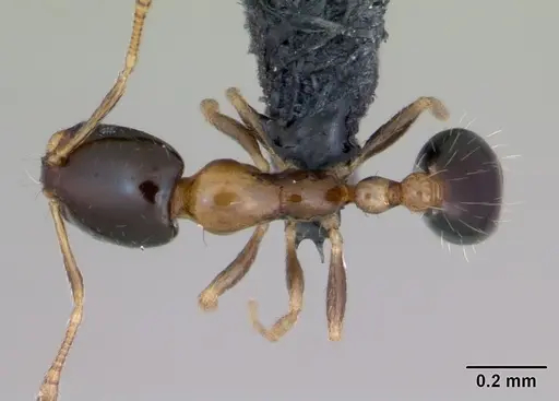 Monomorium floricola specimen CASENT0125221 image casent0125221_1