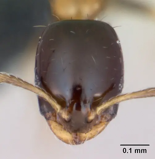 Monomorium floricola specimen CASENT0125221 image casent0125221_2