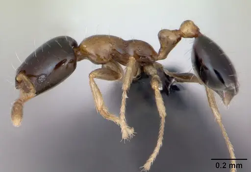 Monomorium floricola specimen CASENT0125221 image casent0125221_3