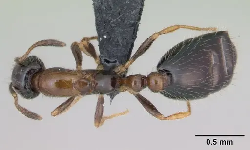 Monomorium floricola specimen CASENT0125365 image casent0125365_1