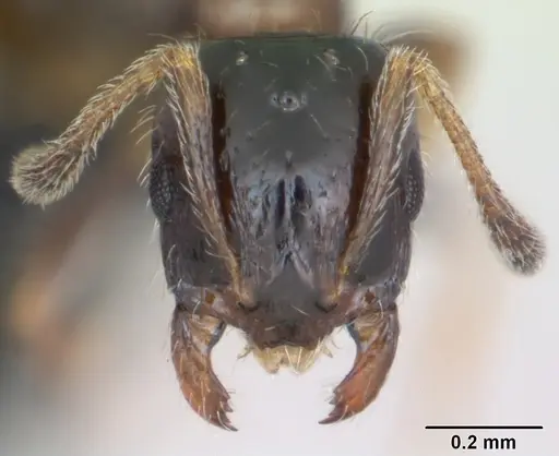 Monomorium floricola specimen CASENT0125365 image casent0125365_2