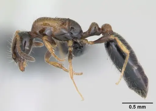 Monomorium floricola specimen CASENT0125365 image casent0125365_3
