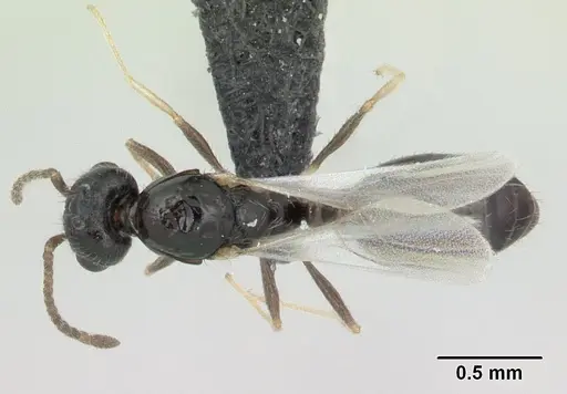Monomorium floricola specimen CASENT0134958 image casent0134958_1