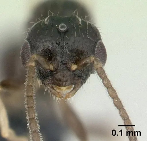 Monomorium floricola specimen CASENT0134958 image casent0134958_2