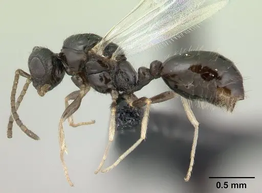 Monomorium floricola specimen CASENT0134958 image casent0134958_3