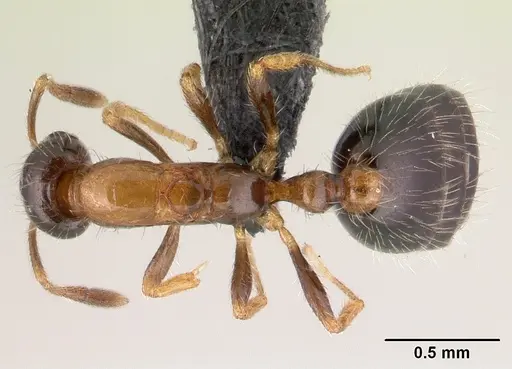 Monomorium floricola specimen CASENT0146400 image casent0146400_1