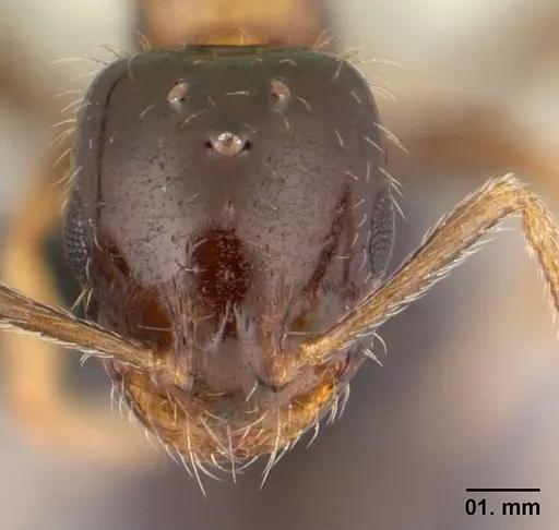 Monomorium floricola specimen CASENT0146400 image casent0146400_2