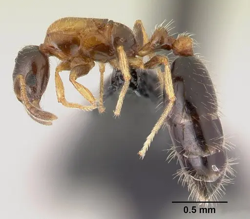 Monomorium floricola specimen CASENT0146400 image casent0146400_3