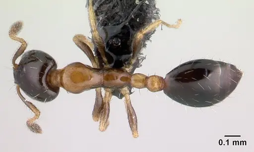 Monomorium floricola specimen CASENT0146777 image casent0146777_1