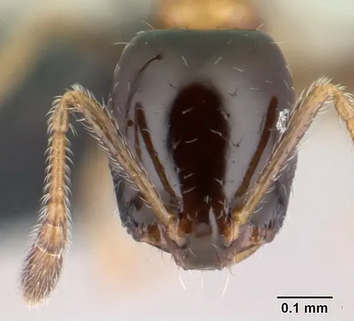 Monomorium floricola specimen CASENT0146777 image casent0146777_2