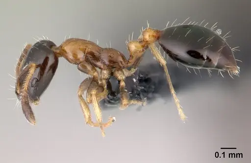 Monomorium floricola specimen CASENT0146777 image casent0146777_3