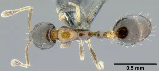 Monomorium floricola specimen CASENT0171072 image casent0171072_1