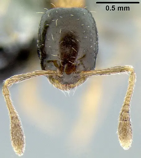 Monomorium floricola specimen CASENT0171072 image casent0171072_2