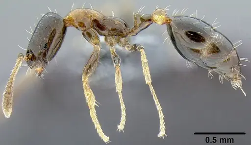 Monomorium floricola specimen CASENT0171072 image casent0171072_3