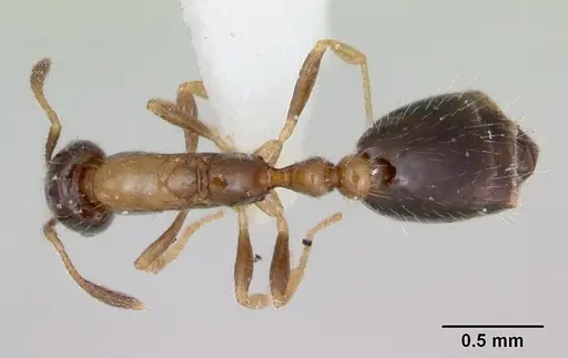 Monomorium floricola specimen CASENT0173272 image casent0173272_1