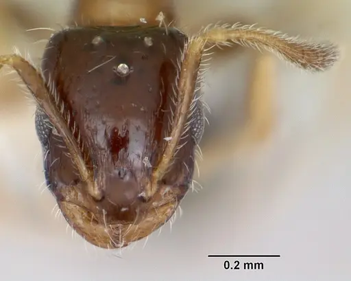 Monomorium floricola specimen CASENT0173272 image casent0173272_2