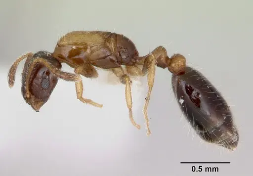 Monomorium floricola specimen CASENT0173272 image casent0173272_3