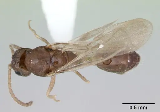 Monomorium floricola specimen CASENT0173273 image casent0173273_1