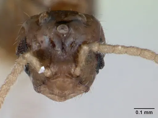 Monomorium floricola specimen CASENT0173273 image casent0173273_2