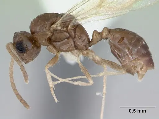 Monomorium floricola specimen CASENT0173273 image casent0173273_3