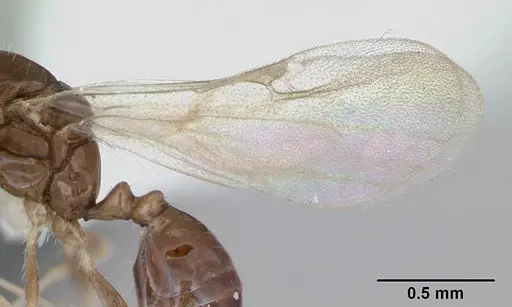 Monomorium floricola specimen CASENT0173273 image casent0173273_4