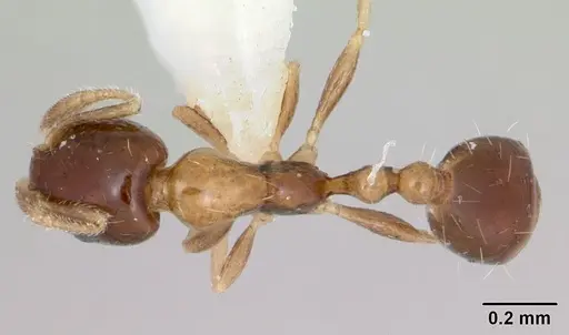 Monomorium floricola specimen CASENT0173274 image casent0173274_1