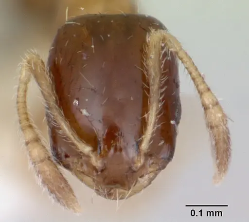 Monomorium floricola specimen CASENT0173274 image casent0173274_2