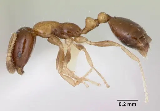 Monomorium floricola specimen CASENT0173274 image casent0173274_3
