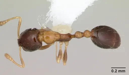 Monomorium floricola specimen CASENT0173985 image casent0173985_1