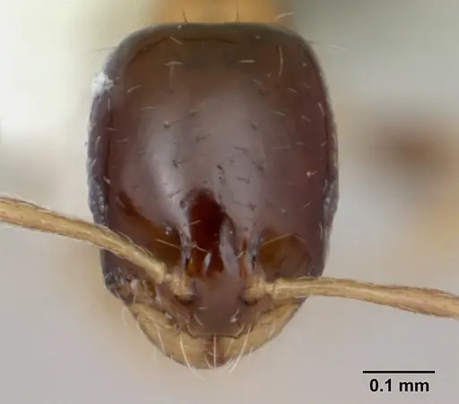 Monomorium floricola specimen CASENT0173985 image casent0173985_2