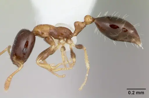 Monomorium floricola specimen CASENT0173985 image casent0173985_3