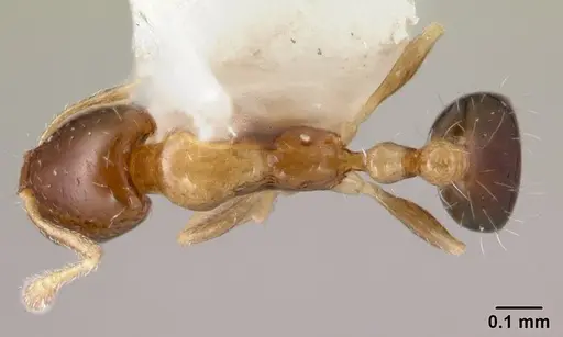 Monomorium floricola specimen CASENT0178386 image casent0178386_1