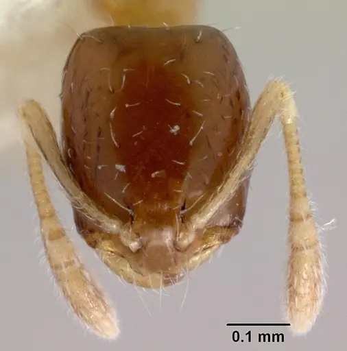 Monomorium floricola specimen CASENT0178386 image casent0178386_2