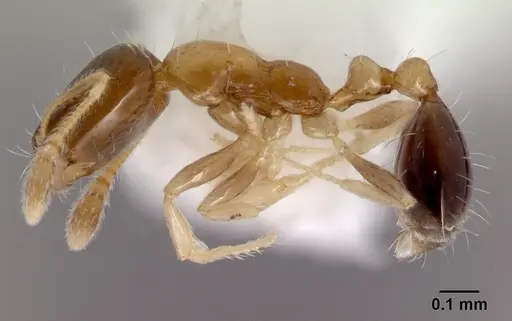 Monomorium floricola specimen CASENT0178386 image casent0178386_3