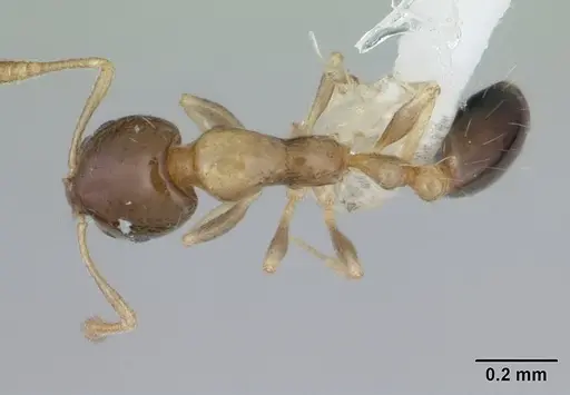 Monomorium floricola specimen CASENT0178634 image casent0178634_1