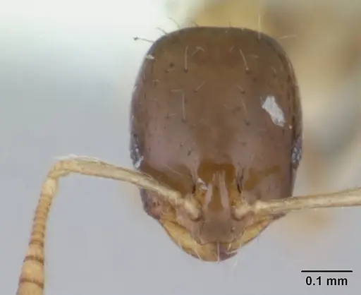 Monomorium floricola specimen CASENT0178634 image casent0178634_2