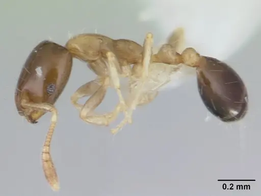 Monomorium floricola specimen CASENT0178634 image casent0178634_3