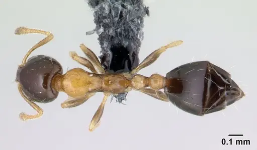 Monomorium floricola specimen CASENT0178889 image casent0178889_1