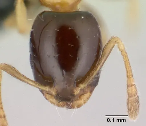 Monomorium floricola specimen CASENT0178889 image casent0178889_2