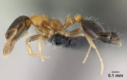 Monomorium floricola specimen CASENT0178889 image casent0178889_3