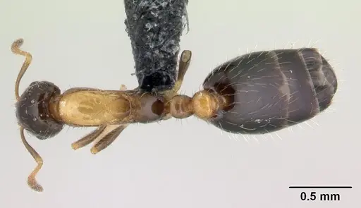 Monomorium floricola specimen CASENT0188858 image casent0188858_1