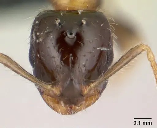 Monomorium floricola specimen CASENT0188858 image casent0188858_2