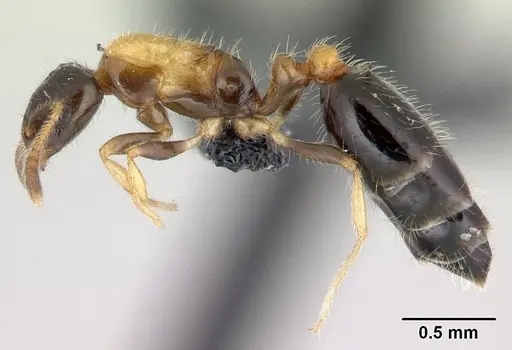 Monomorium floricola specimen CASENT0188858 image casent0188858_3