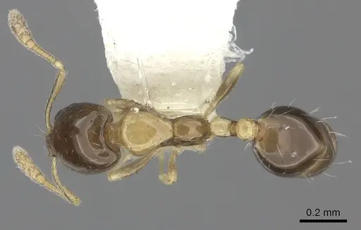 Monomorium floricola specimen CASENT0219676 image casent0219676_1