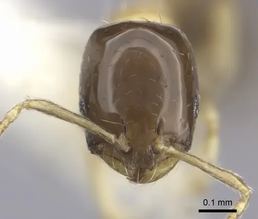 Monomorium floricola specimen CASENT0219676 image casent0219676_2