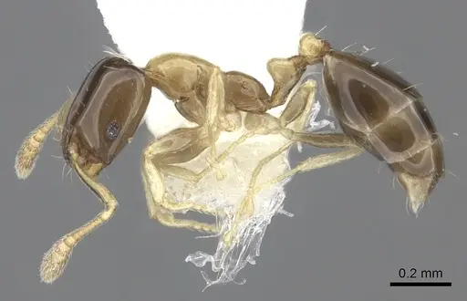 Monomorium floricola specimen CASENT0219676 image casent0219676_3