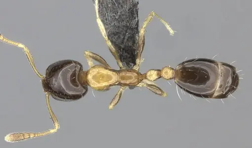 Monomorium floricola specimen CASENT0235524 image casent0235524_1