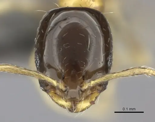 Monomorium floricola specimen CASENT0235524 image casent0235524_2